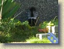 IMGP0982_baby_skunk_Monday_evening * (Original video, the MP4 video is much smaller.) This baby skunk was in the flower bed Monday evening. From what I read about skunks, in this video clip he is doing keep away warning behaviour. I'm 7 to 8 meters away :-). * 640 x 480 * (33.07MB)