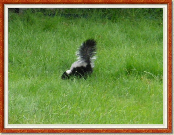 Click for the original image