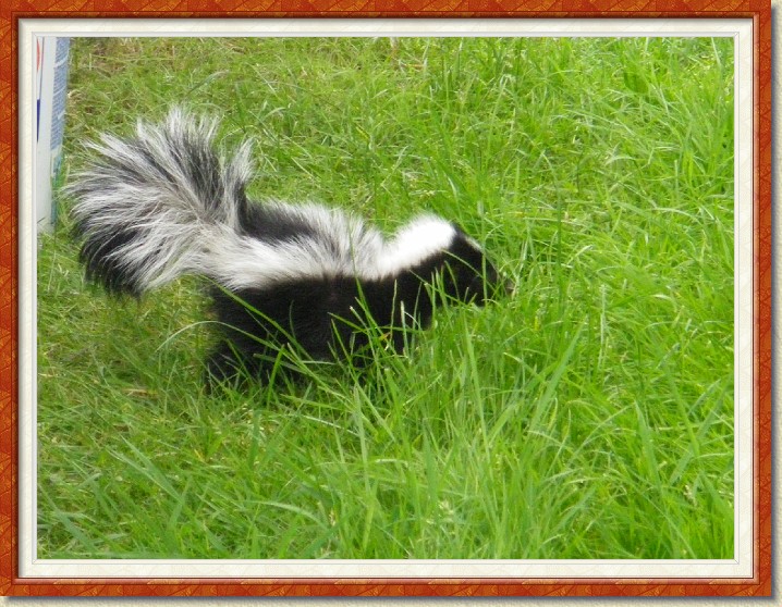 Click for the original image