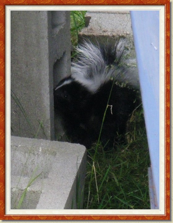 Click for the original image