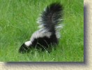 IMGP0968a_baby_skunk_4 * Baby skunk number 4. Zoomed. * 1400 x 1048 * (218KB)