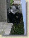 IMGP0980_baby_skunk_Saturday_morning * This baby skunk was out and about Saturday morning. It disappeared back under the shed after about a minute. * 2448 x 3264 * (1.21MB)