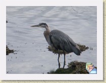 animals * Videos: larger original and smaller re-coded versions may be available. Small perfectly suitable for watching; large useful for non-linear access, particularly backwards stepping. * (45 Slides)