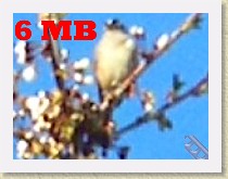 IMGP2206_bird_maybe_White-crowned_Sparrow_large * Unidentified bird. Maybe a White-crowned Sparrow large. Spotted in the front yard tree. Info. 6 MB * Unidentified bird. Maybe a White-crowned Sparrow large. Spotted in the front yard tree. Info. 6 MB * 320 x 240 * (5.6MB)