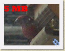 IMGP2727_bird_male_House_Finch_large * Backyard Bird FeederMale House Finch. Info. 5 MB. * Backyard Bird FeederMale House Finch. Info. 5 MB. * 320 x 240 * (5.33MB)