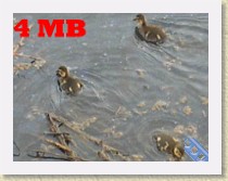 IMGP2842_bird_ducklings_small * Ducklings swimming in a large ditch in Richmond, British Columbia.4 MB. See the previous file for the larger original version of this video.Converted from AVI to MP4 using: HandBrakeCLI -i $i.AVI -o $i-600-cli.mp4 -O -e x264  -b 600 -2 -f mp4 -a 1 -E faac -B 128 -R 48 -x ref=2:bframes=2:me=umh:merange=64:subq=6:deblock=0,0:analyse=all:direct=auto:mixed-refs=1 * Ducklings swimming in a large ditch in Richmond, British Columbia.4 MB. See the previous file for the larger original version of this video.Converted from AVI to MP4 using: HandBrakeCLI -i $i.AVI -o $i-600-cli.mp4 -O -e x264  -b 600 -2 -f mp4 -a 1 -E faac -B 128 -R 48 -x ref=2:bframes=2:me=umh:merange=64:subq=6:deblock=0,0:analyse=all:direct=auto:mixed-refs=1 * 368 x 280 * (3.82MB)