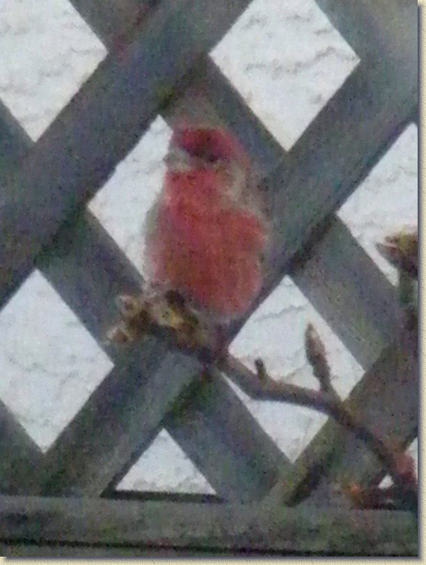 Click for the original image