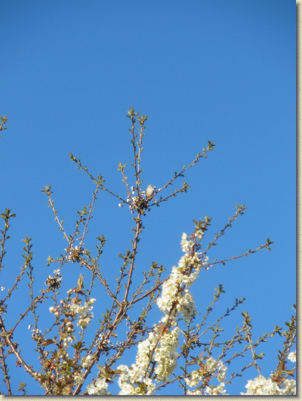 Click for the original image