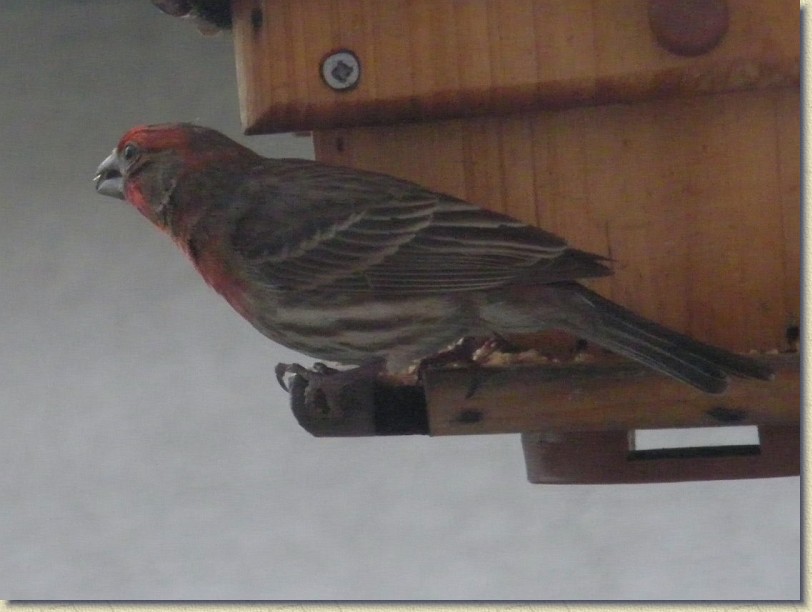 Click for the original image