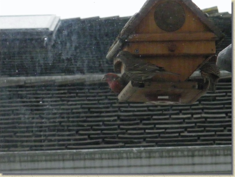 Click for the original image