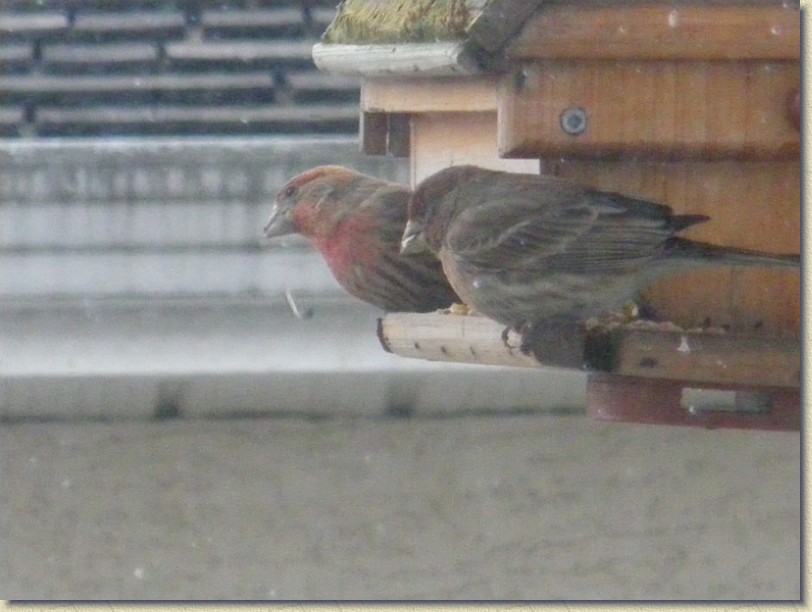 Click for the original image