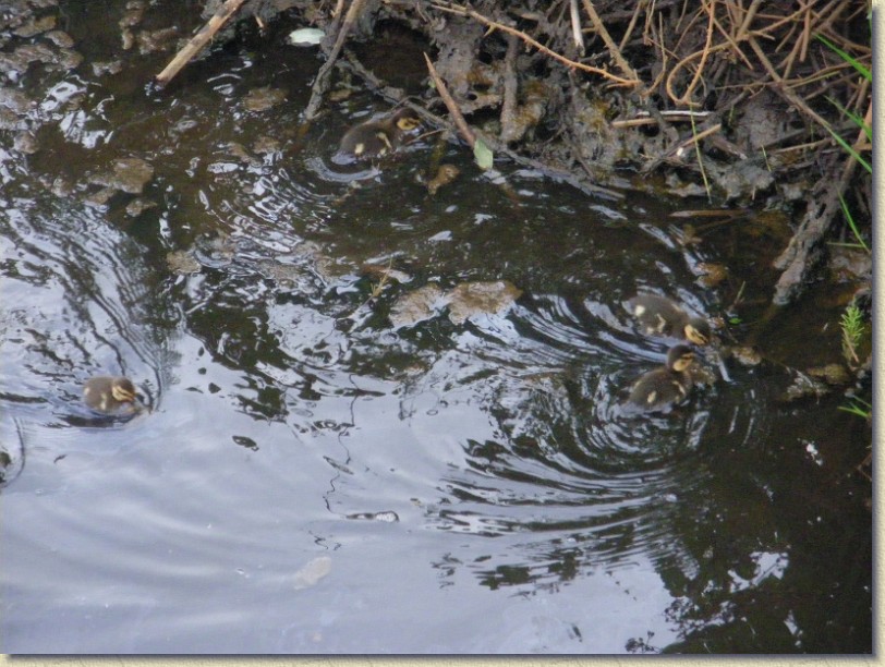 Click for the original image