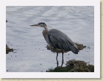 IMGP1484_bird_Great_Blue_Heron * Great Blue Heron photographed somewhere in Greater Vancouver, British Columbia. Info. * Great Blue Heron photographed somewhere in Greater Vancouver, British Columbia. Info. * 3264 x 2448 * (913KB)