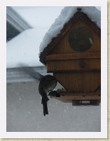 IMGP1730_bird_unidentified * Backyard Bird FeederUnidentified bird. Maybe the same bird as IMGP1731 and IMGP1732 as the photo was taken 20-30 seconds earlier. * Backyard Bird FeederUnidentified bird. Maybe the same bird as IMGP1731 and IMGP1732 as the photo was taken 20-30 seconds earlier. * 2448 x 3264 * (1.57MB)