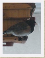IMGP1732_bird_unidentified * Backyard Bird FeederUnidentified bird with a completely black crown/cheek/throat. * Backyard Bird FeederUnidentified bird with a completely black crown/cheek/throat. * 1968 x 2624 * (574KB)