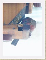 IMGP1736_bird_male_House_Finch1 * Backyard Bird FeederMale House Finch close. Info. * Backyard Bird FeederMale House Finch close. Info. * 936 x 1248 * (155KB)