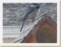 IMGP2089_bird_Black-capped_Chickadee * Backyard Bird FeederBlack-capped Chickadee. Info. * Backyard Bird FeederBlack-capped Chickadee. Info. * 1664 x 1248 * (340KB)