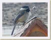 IMGP2090_bird_Black-capped_Chickadee * Backyard Bird FeederBlack-capped Chickadee. Info. * Backyard Bird FeederBlack-capped Chickadee. Info. * 2464 x 1848 * (560KB)