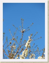IMGP2203_bird_maybe_White-crowned_Sparrow * Unidentified bird. Maybe a White-crowned Sparrow. Spotted in the front yard tree. See IMGP2206_bird_maybe_White-crowned_Sparrow_large.AVI for its song. Info. * Unidentified bird. Maybe a White-crowned Sparrow. Spotted in the front yard tree. See IMGP2206_bird_maybe_White-crowned_Sparrow_large.AVI for its song. Info. * 2448 x 3264 * (1.9MB)