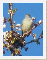 IMGP2204_bird_maybe_White-crowned_Sparrow * Unidentified bird. Maybe a White-crowned Sparrow. Spotted in the front yard tree. See IMGP2206_bird_maybe_White-crowned_Sparrow_large.AVI for its song. Info. * Unidentified bird. Maybe a White-crowned Sparrow. Spotted in the front yard tree. See IMGP2206_bird_maybe_White-crowned_Sparrow_large.AVI for its song. Info. * 1248 x 1664 * (202KB)