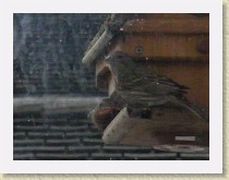 IMGP2722_bird_L_male_House_Finch_R_female_House_Finch * Backyard Bird FeederLeft: male House Finch. Right: female House Finch. Info. * Backyard Bird FeederLeft: male House Finch. Right: female House Finch. Info. * 3264 x 2448 * (769KB)