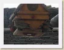 IMGP2725_bird_House_Finches * Backyard Bird FeederLeft: male House Finch. Centre: female House Finch. Right: unidentified House Finch. Info. * Backyard Bird FeederLeft: male House Finch. Centre: female House Finch. Right: unidentified House Finch. Info. * 3264 x 2448 * (892KB)