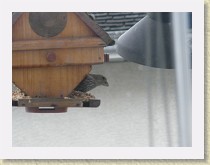 IMGP2745_bird_female_House_Finch * Backyard Bird FeederFemale House Finch Info.. * Backyard Bird FeederFemale House Finch Info.. * 3264 x 2448 * (1.34MB)