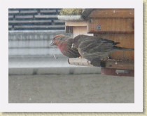 IMGP2748_bird_2_male_House_Finches * Backyard Bird FeederTwo male House Finches Info.. * Backyard Bird FeederTwo male House Finches Info.. * 3264 x 2448 * (1010KB)
