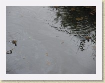 IMGP2840_bird_ducklings * Ducklings swimming in a large ditch in the Hamilton neighbourhood Richmond, British Columbia. * Ducklings swimming in a large ditch in the Hamilton neighbourhood Richmond, British Columbia. * 3264 x 2448 * (1.31MB)
