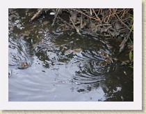 IMGP2841_bird_ducklings * Ducklings swimming in a large ditch in the Hamilton neighbourhood Richmond, British Columbia. * Ducklings swimming in a large ditch in the Hamilton neighbourhood Richmond, British Columbia. * 3264 x 2448 * (2.48MB)