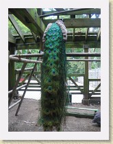 IMGP2912_bird_peacock * New Westminster, British Columbia. Queen's Park Petting ZooMale peafowl (peacock) on a perch. Info. * New Westminster, British Columbia. Queen's Park Petting ZooMale peafowl (peacock) on a perch. Info. * 2448 x 3264 * (2.33MB)