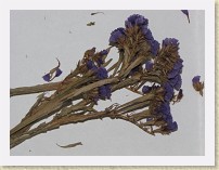 IMG_3613_small_dried_purple_flowers * Small dried purple flowers. * Small dried purple flowers. * 3648 x 2736 * (2.48MB)