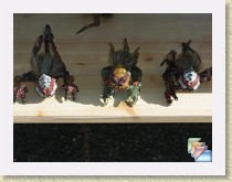 garage_sale_2010 * (12 Slides)