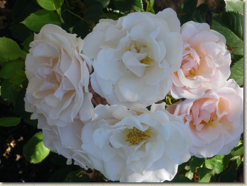 Click for the original image