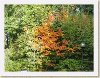IMGP1617_tree_fall_colours * Trees with fall colours at SFU * Trees with fall colours at SFU * 3264 x 2448 * (2.87MB)