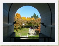 IMGP1620_tree_fall_colours_at_SFU * Trees with fall colours at SFU. Picture taken from within the stairwell, Schrum Science Centre, K Building, 10000 level (Math and Stats). Looking north. * Trees with fall colours at SFU. Picture taken from within the stairwell, Schrum Science Centre, K Building, 10000 level (Math and Stats). Looking north. * 3264 x 2448 * (1.83MB)
