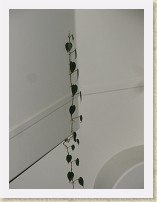 IMGP2710_ivy_climbing_livingroom_wall * Ivy climbing the livingroom wall. * Ivy climbing the livingroom wall. * 2448 x 3264 * (1.58MB)