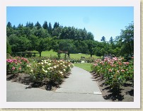 IMGP2879_Burnaby_Centennial_Rose_Garden * =Burnaby Centennial Rose Garden (Burnaby Mountain Conservation Area)Rose garden. * =Burnaby Centennial Rose Garden (Burnaby Mountain Conservation Area)Rose garden. * 3264 x 2448 * (2.59MB)