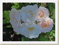 IMGP2887_8_9_rose_Pretty_Lady_HDR * =Burnaby Centennial Rose Garden (Burnaby Mountain Conservation Area)Pretty Lady roses. High Dynamic Range image generated by Hydra. * =Burnaby Centennial Rose Garden (Burnaby Mountain Conservation Area)Pretty Lady roses. High Dynamic Range image generated by Hydra. * 3264 x 2448 * (1.35MB)