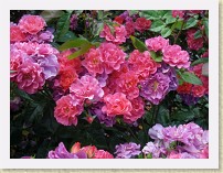 IMGP2905_rose_Cinco_de_Mayo * New Westminster Queen's Park Rose GardenCinco de Mayo hybrid tea roses. * New Westminster Queen's Park Rose GardenCinco de Mayo hybrid tea roses. * 3264 x 2448 * (2.05MB)
