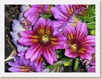 IMGP2907_misc_flower * New Westminster Queen's Park Rose GardenMisc flower. * New Westminster Queen's Park Rose GardenMisc flower. * 3264 x 2448 * (2.08MB)