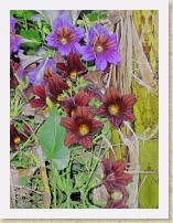 IMGP2908_09_10_flower_HDR * New Westminster Queen's Park Rose GardenMisc flower. High Dynamic Range image generated by Hydra. * New Westminster Queen's Park Rose GardenMisc flower. High Dynamic Range image generated by Hydra. * 2448 x 3264 * (2.41MB)