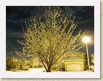 IMGP2041_snow_on_cherry_tree * snow on cherry tree * snow on cherry tree * 3264 x 2448 * (2.56MB)