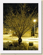 IMGP2043_snow_on_cherry_tree * snow on cherry tree * snow on cherry tree * 2448 x 3264 * (2.68MB)