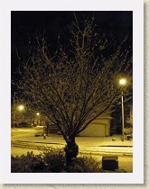 IMGP2048_snow_on_cherry_tree * snow on cherry tree * snow on cherry tree * 2448 x 3264 * (2.71MB)