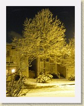 IMGP2053_snow_on_tree * snow on tree * snow on tree * 2448 x 3264 * (2.55MB)