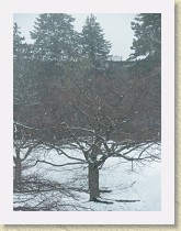 IMGP2084_SFU_snowy_tree * SFU snowy tree * SFU snowy tree * 2448 x 3264 * (2.36MB)