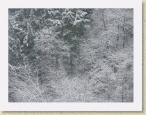 IMGP3402_snowy_trees * snowy trees * snowy trees * 3264 x 2448 * (2.73MB)