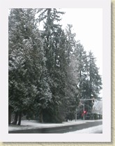 IMGP3405_snowy_trees * snowy trees * snowy trees * 2448 x 3264 * (1.58MB)